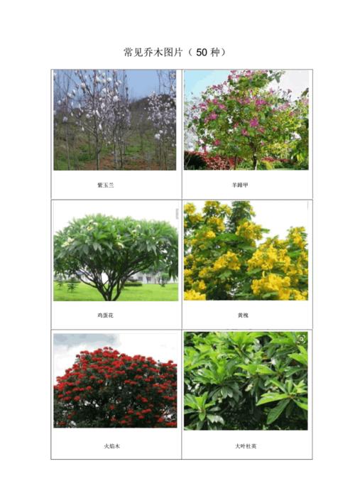 常见乔木图片.docx 10页