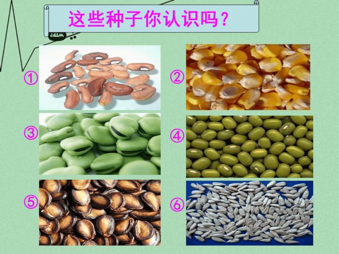 山东省滕州市西岗中学20142015八年级生物上册413果实和种子的形成