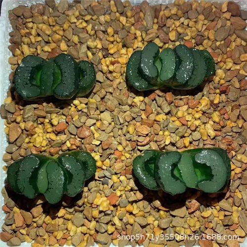 9992多肉植物十二卷属科基地批发 飓风玉扇4-5cm多肉品种品相实拍