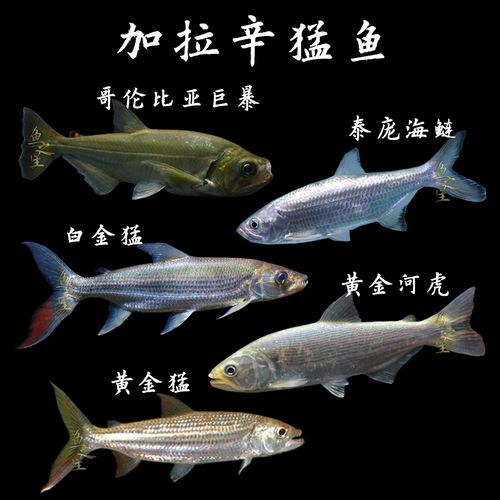 加拉辛猛鱼大型鱼巨暴鱼黄金河虎黄金猛白金猛泰庞海鲢鱼活体商品图片