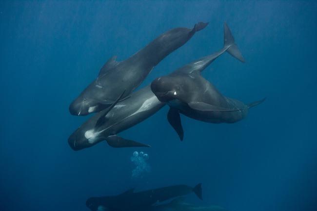 领航鲸围殴虎鲸,迫其让出地盘交出猎物|海豚|抹香鲸_网易订阅