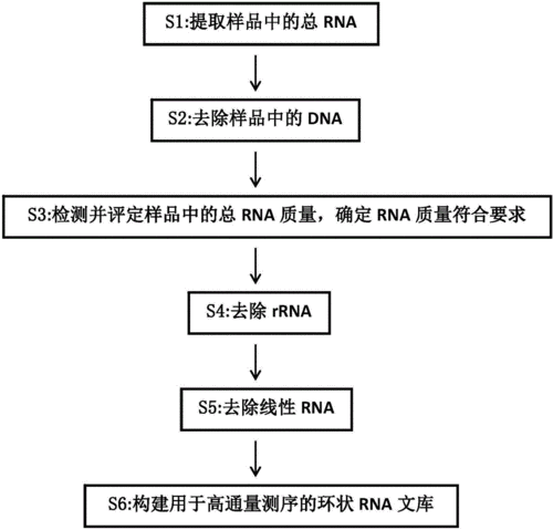 一种环状rna高通量测序文库的构建方法及其试剂盒技术