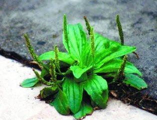 主茎直立,禾杆色,下部不分枝,有卵状三角形叶中药石苇的功效与作用,疏