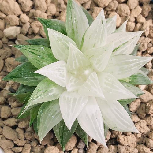 68ob玉露锦一物一拍9cm盆根系好侧芽锦好