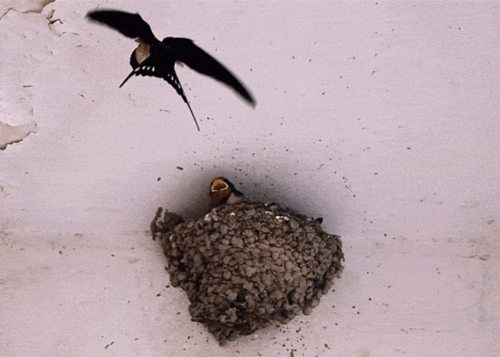 你知道吗?其实动物也有春运