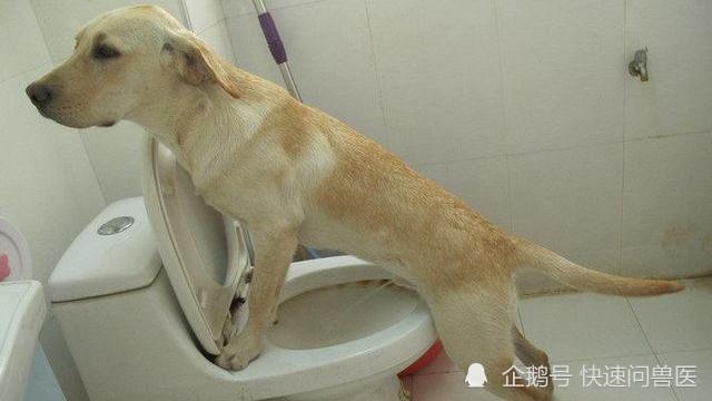 尤其是从幼犬训练,会更容易达到目标.