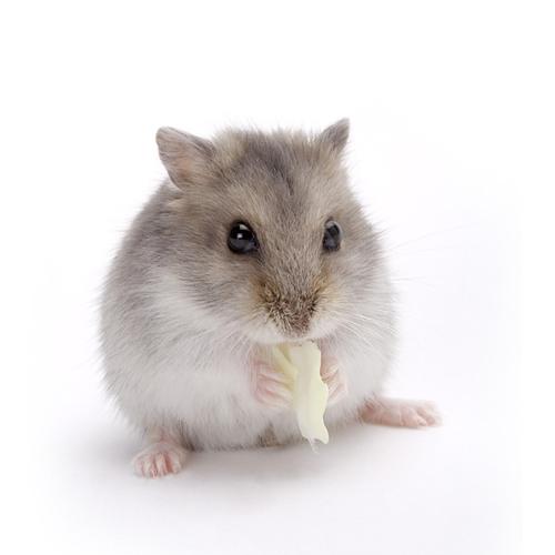 仓鼠活物疫苗超大宠物稀有布丁奶茶一对白熊仓鼠