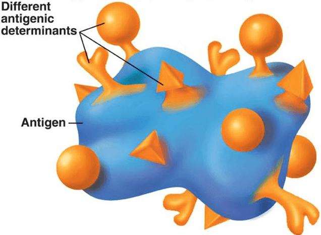 根据结构,可以把表位分为构象决定簇,线性决定簇及新抗原决定簇 (1)