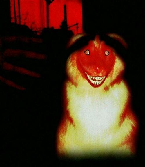 微笑的狗的恐怖原图 不要说其它 就要图!