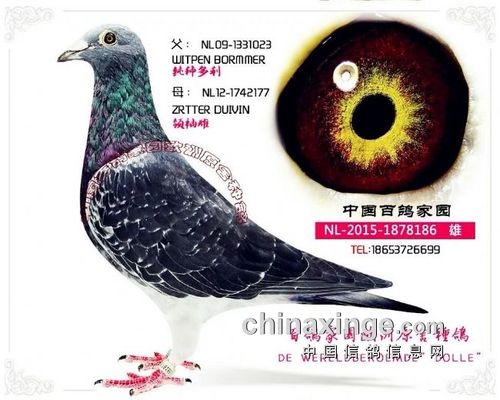 善飞恶劣天气的杨阿腾鸽系特征