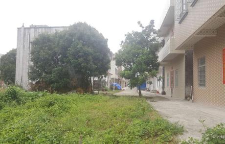 【第一次】 廉江市石岭镇石龙路东面三巷国有土地使用权拍卖