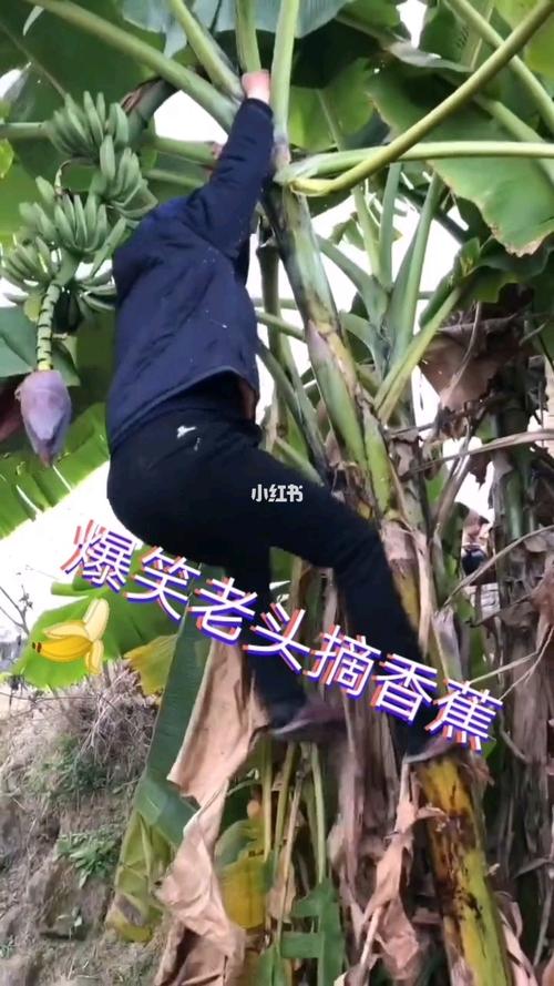 爆笑老头摘香蕉94_搞笑的日常_搞笑_搞笑其他