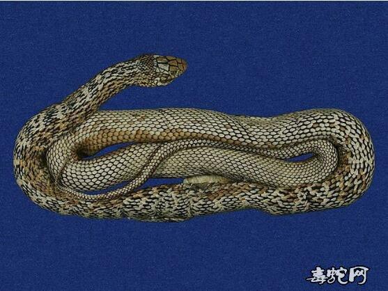 蛇标本图片大全:臭青蛇/王锦蛇/大王蛇标本图片