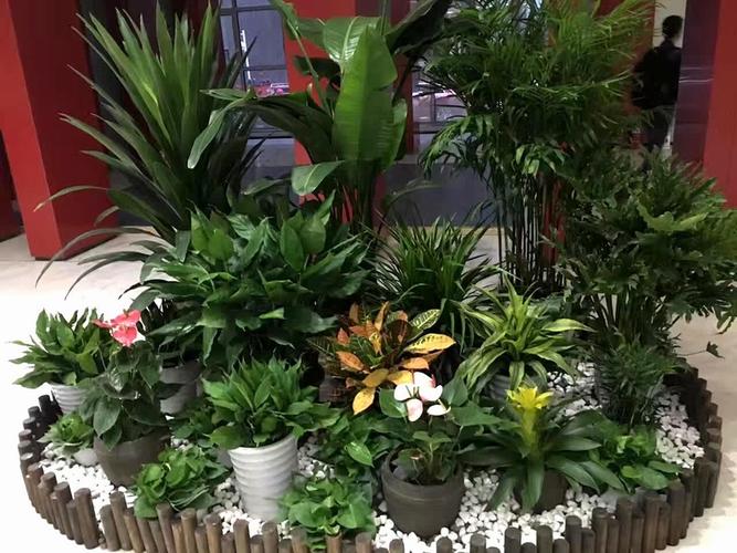 河南绿植租摆