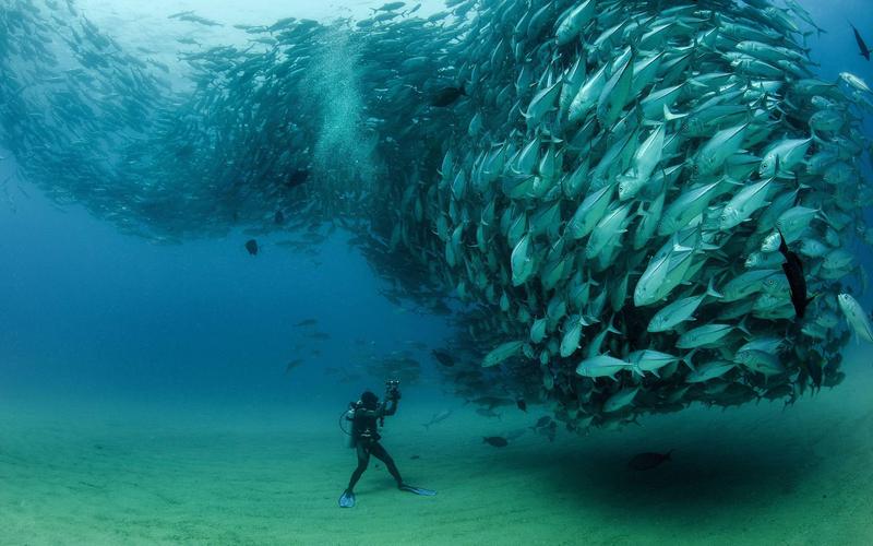 underwater world, flock of fish tuna (thunnus thynnus) desktop