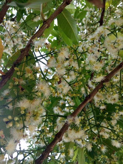 福建这种蜜源植物是什么,看到好多蜜蜂采集蜂蜜?