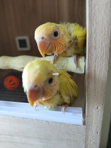 30天手养吃奶金面蓝腰澳桂 找妈妈_通州运河公园自由行热门攻略_鹦鹉