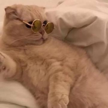最新可爱猫咪情头2020 网恋选我我超甜,情侣头像图片