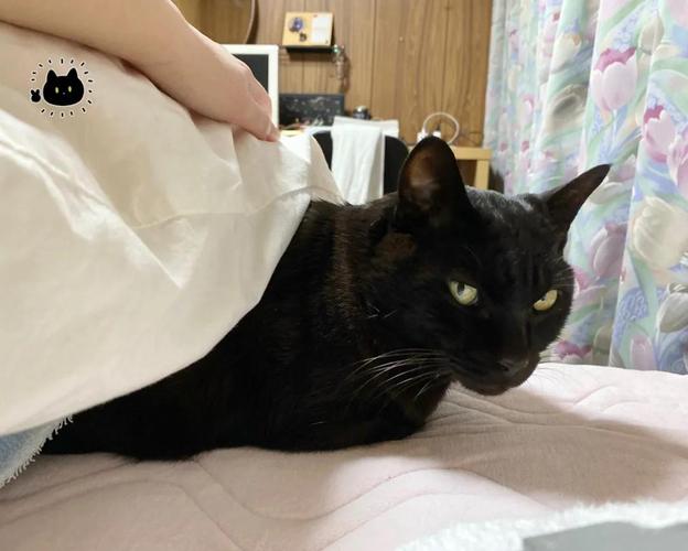 小黑猫打哈欠用力过猛,眼睛都被挤飞了哈哈哈!