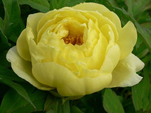 菏泽牡丹黄色系列海黄