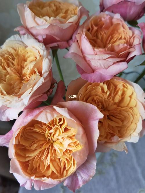 维多利亚的秘密玫瑰_维多利亚的秘密怎么样_醒花_家居