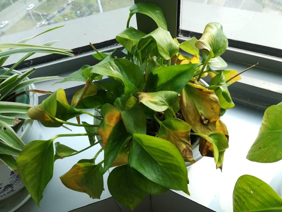 绿萝黄叶还有救吗?