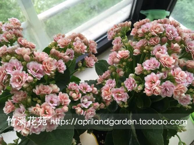 长寿花盆栽大花重瓣单瓣阳台花卉好评好店