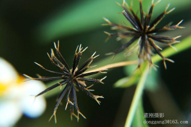 白花鬼针草的瘦果呈现黑色,条形,略扁,具棱,顶端芒刺3-4枚,具倒刺毛.