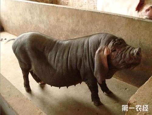 地方猪种:二花脸猪(图片)