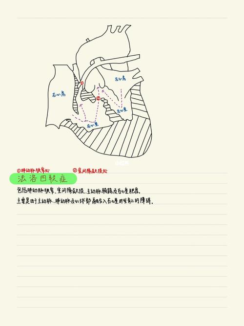 心脏结构解剖图【1】_学医_医疗健康_医疗健康其他