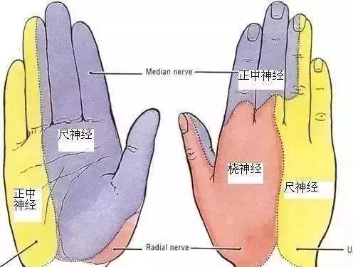 图为:各个神经支配的部位