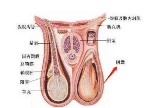 因为阴囊和蛋蛋根本是两回事