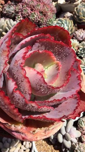 蓝色妖姬又叫法国皇后老桩多肉植物包菜三仙之一多肉