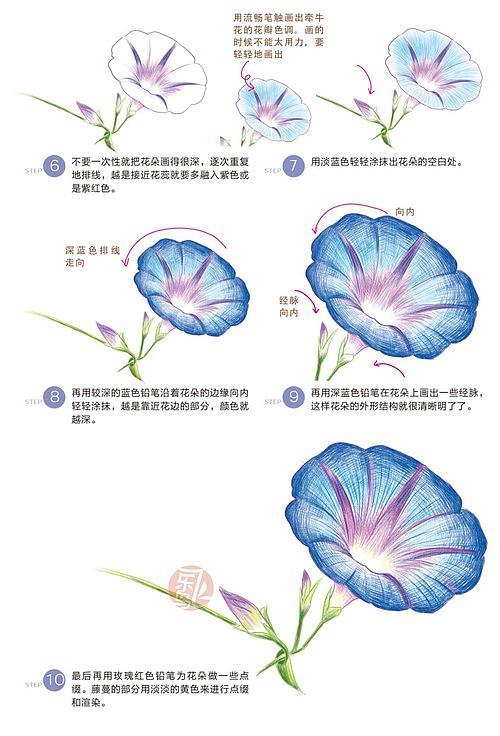【色铅笔教程】超简单——随风摇曳的牵牛花