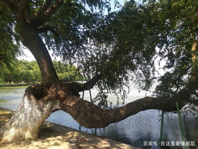 武汉东湖景区湖边的歪脖子树还有桃子树,想起北京的桃子又大又红