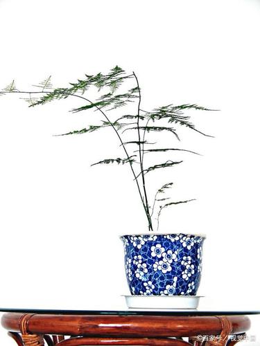 文竹繁殖有讲究,行家不愿外泄的3种方法,一下好几盆