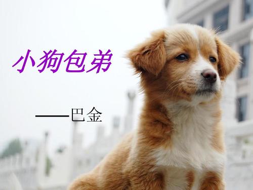 小狗包弟ppt