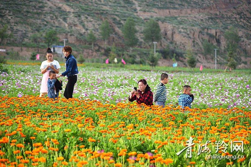 图为湟中县田家寨镇千紫缘花海景区. 本报记者 黄灵燕 摄
