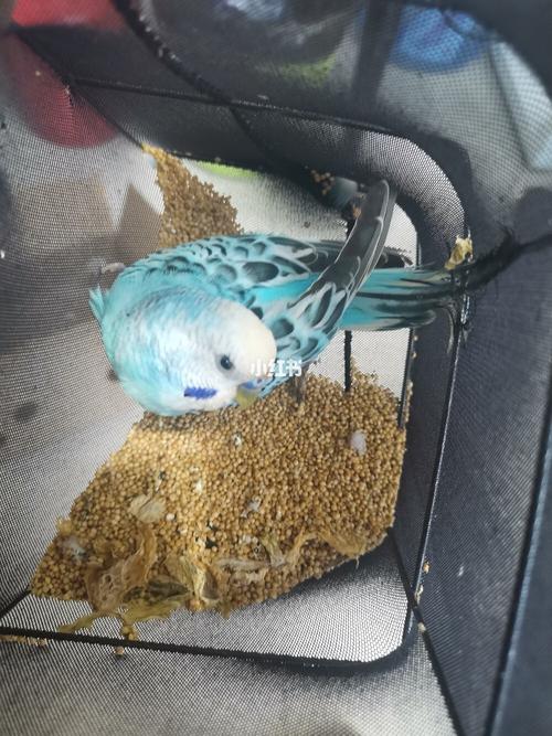 蓝云斑_feel space感觉空间派对场自由行热门攻略_派对_帅哥_手养鹦鹉