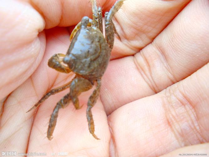 小螃蟹图片