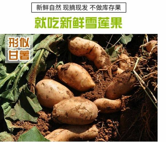 【坏果包赔】云南天山雪莲果应季新鲜水果包邮直发包邮