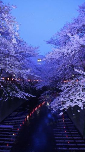夜景梦幻樱花h5背景