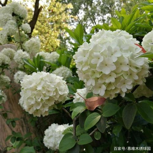 中华木绣球斗球和麻球区别