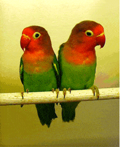 鹦鹉gif动态图片,可爱观看亲爱的我错了动图表情包