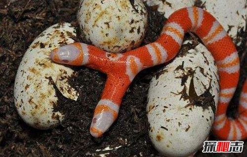 宠物牛奶蛇酷似剧毒珊瑚蛇,无毒有益不喝牛奶(图片)