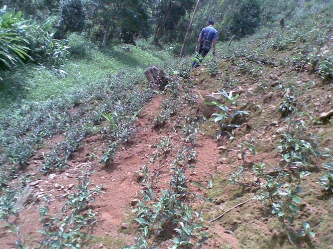 批发巴戟苗,巴戟苗价格,广东巴戟苗供应商