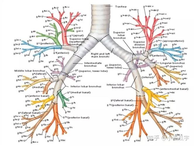 支气管树命名学习
