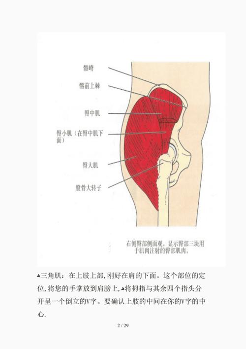 肌肉注射针位置图(精选课件)