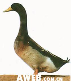高邮鸭(图)