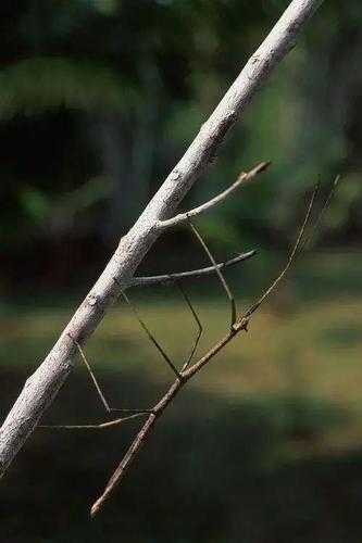 竹节虫 图片来源:huaban.com